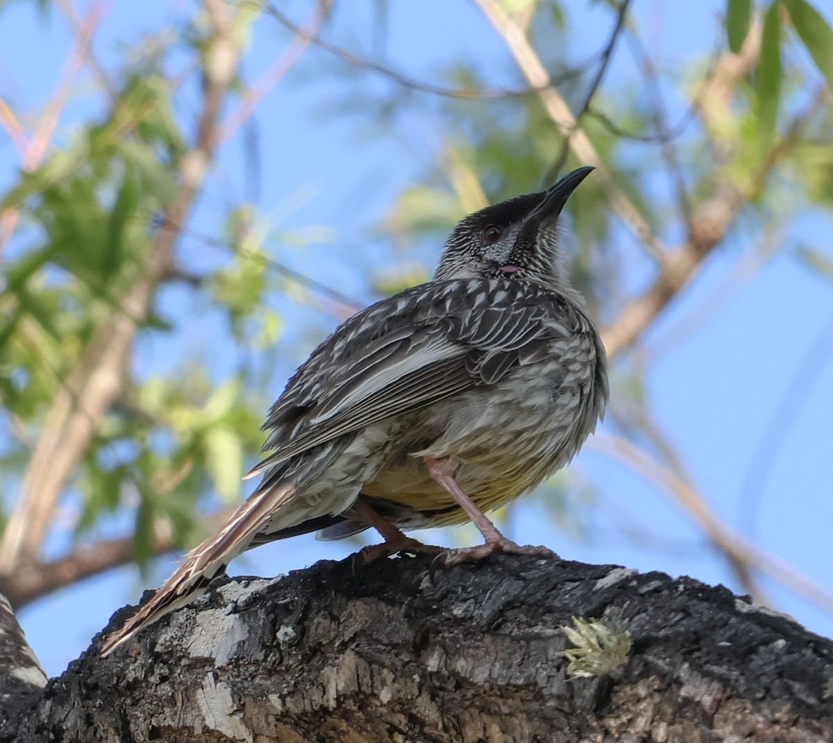 Red Wattlebird - ML623975949