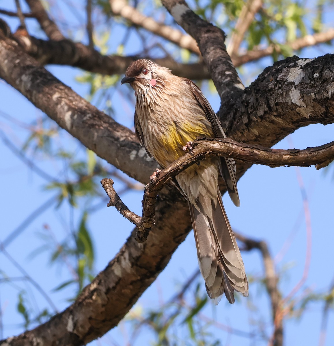 Red Wattlebird - ML623975950