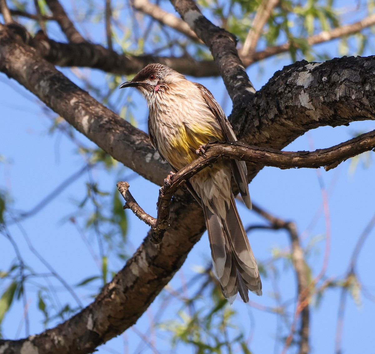 Red Wattlebird - ML623975951