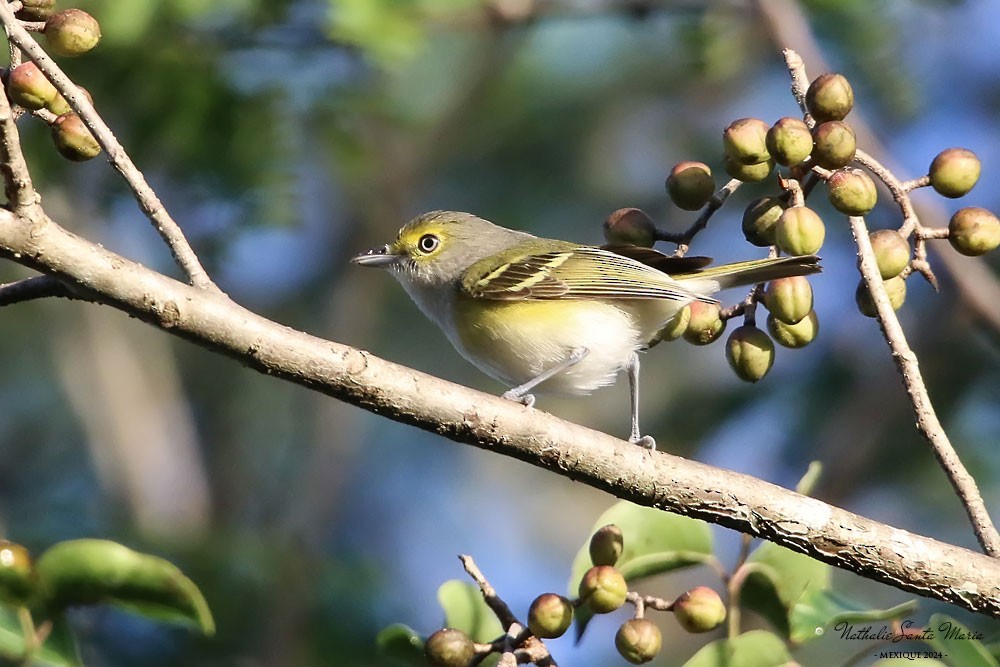 Weißaugenvireo - ML623975956