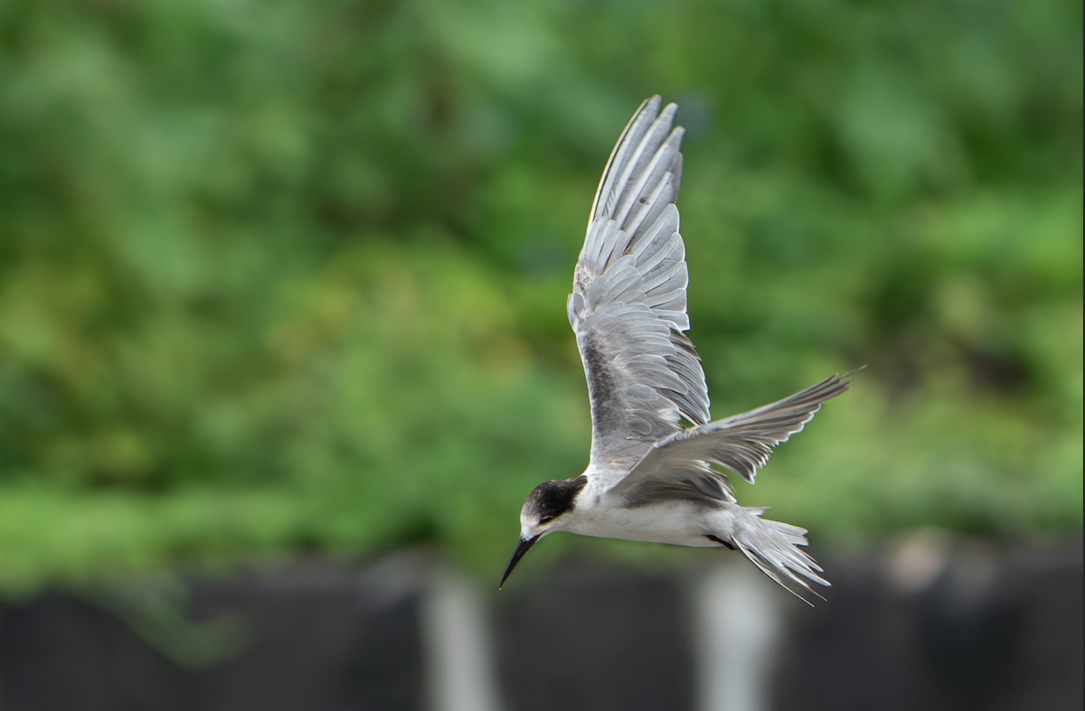 White-cheeked Tern - ML623975964