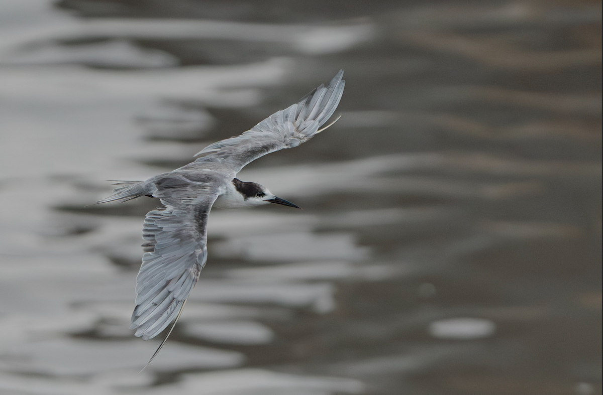 White-cheeked Tern - ML623975965