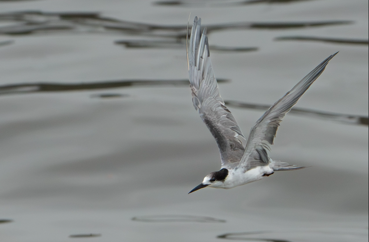 White-cheeked Tern - ML623975970