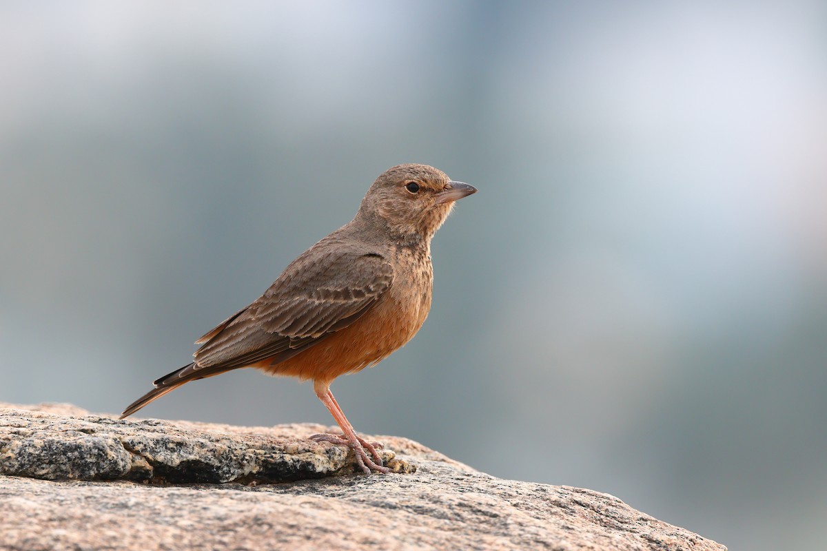 Rufous-tailed Lark - ML623976006