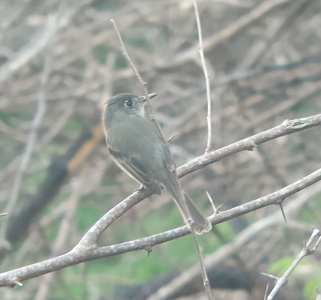 Cuban Pewee - ML623976030