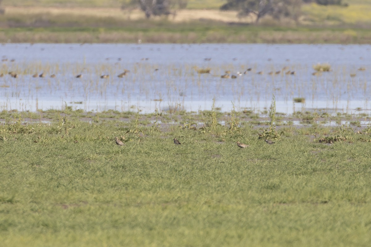 Pacific Golden-Plover - ML623976035