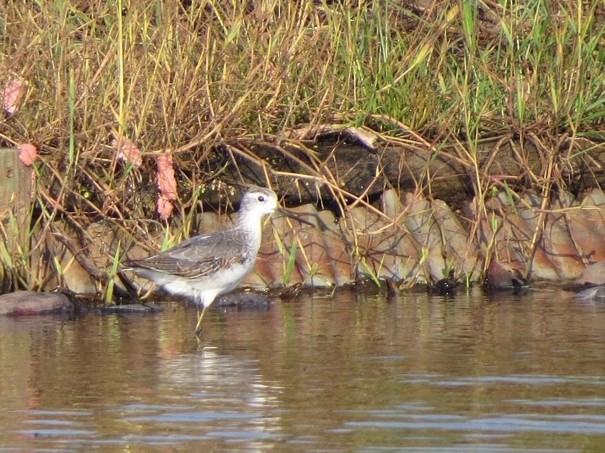 Marsh Sandpiper - ML623976036