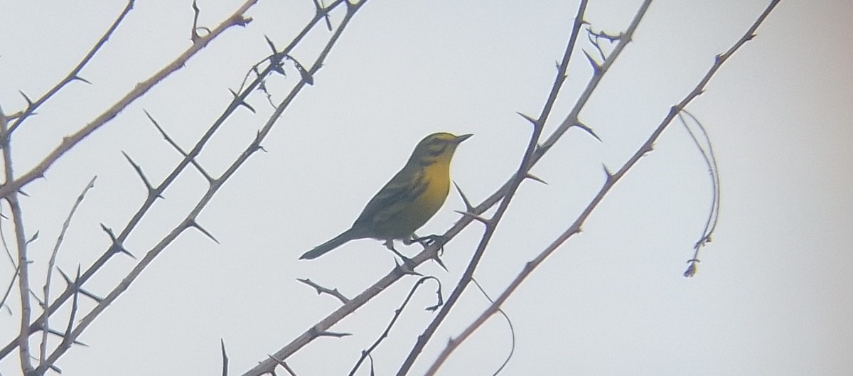 Prairie Warbler - Yusneyda Alarcón Jorge