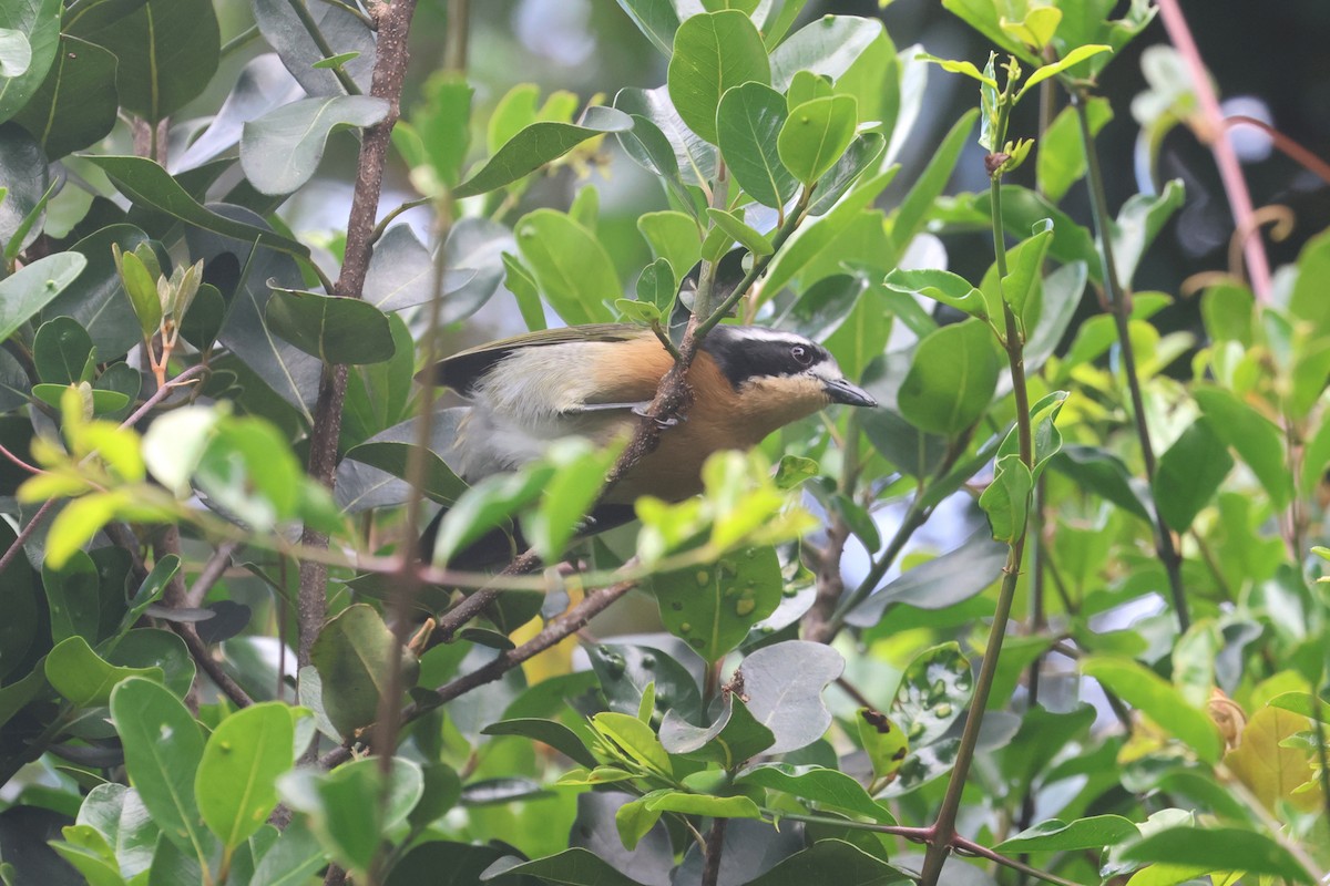 Olive Bushshrike - ML623976052