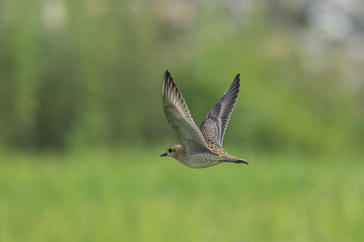 Pacific Golden-Plover - ML623976053