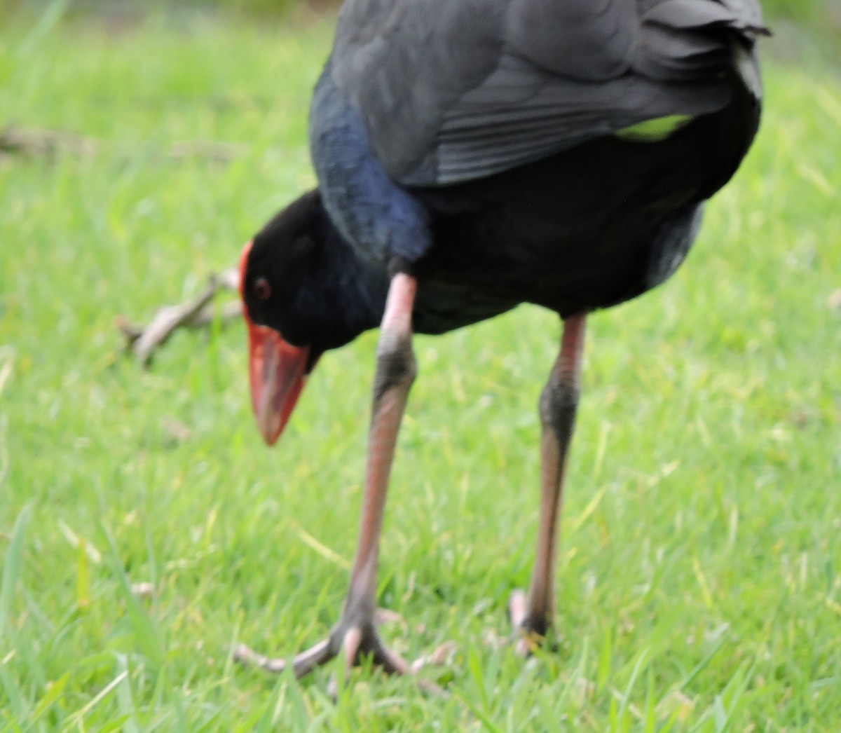 Australasian Swamphen - ML623976065