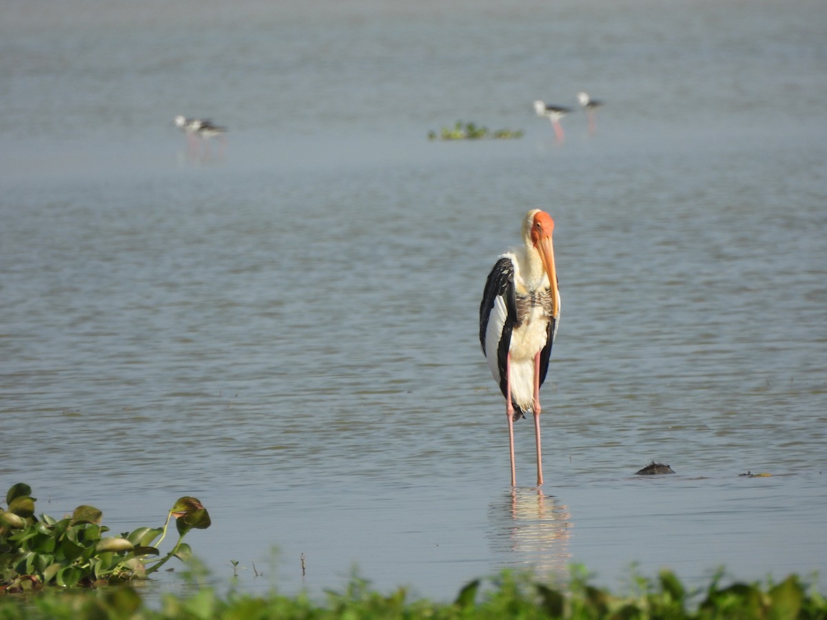 Painted Stork - Supriya Kulkarni