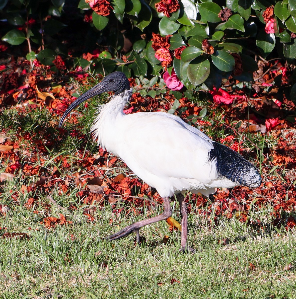 Australian Ibis - ML623976071