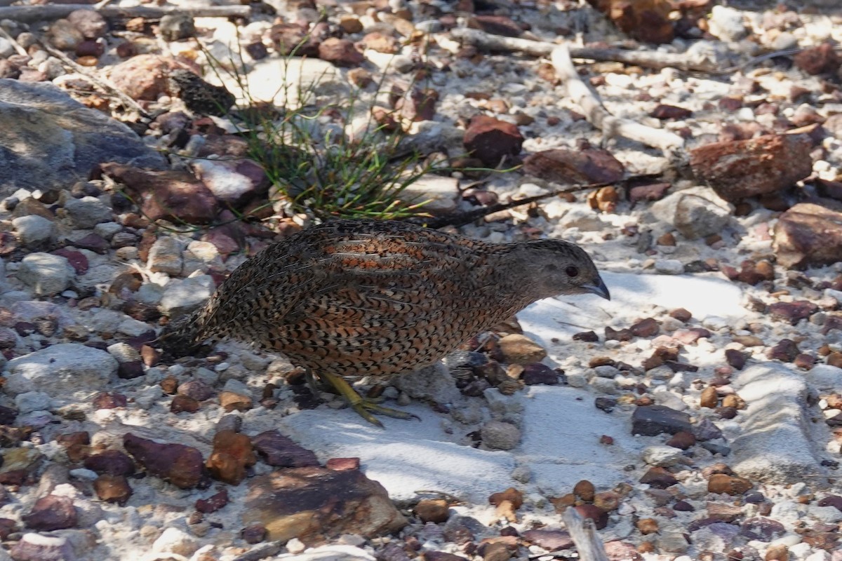 Brown Quail - ML623976072