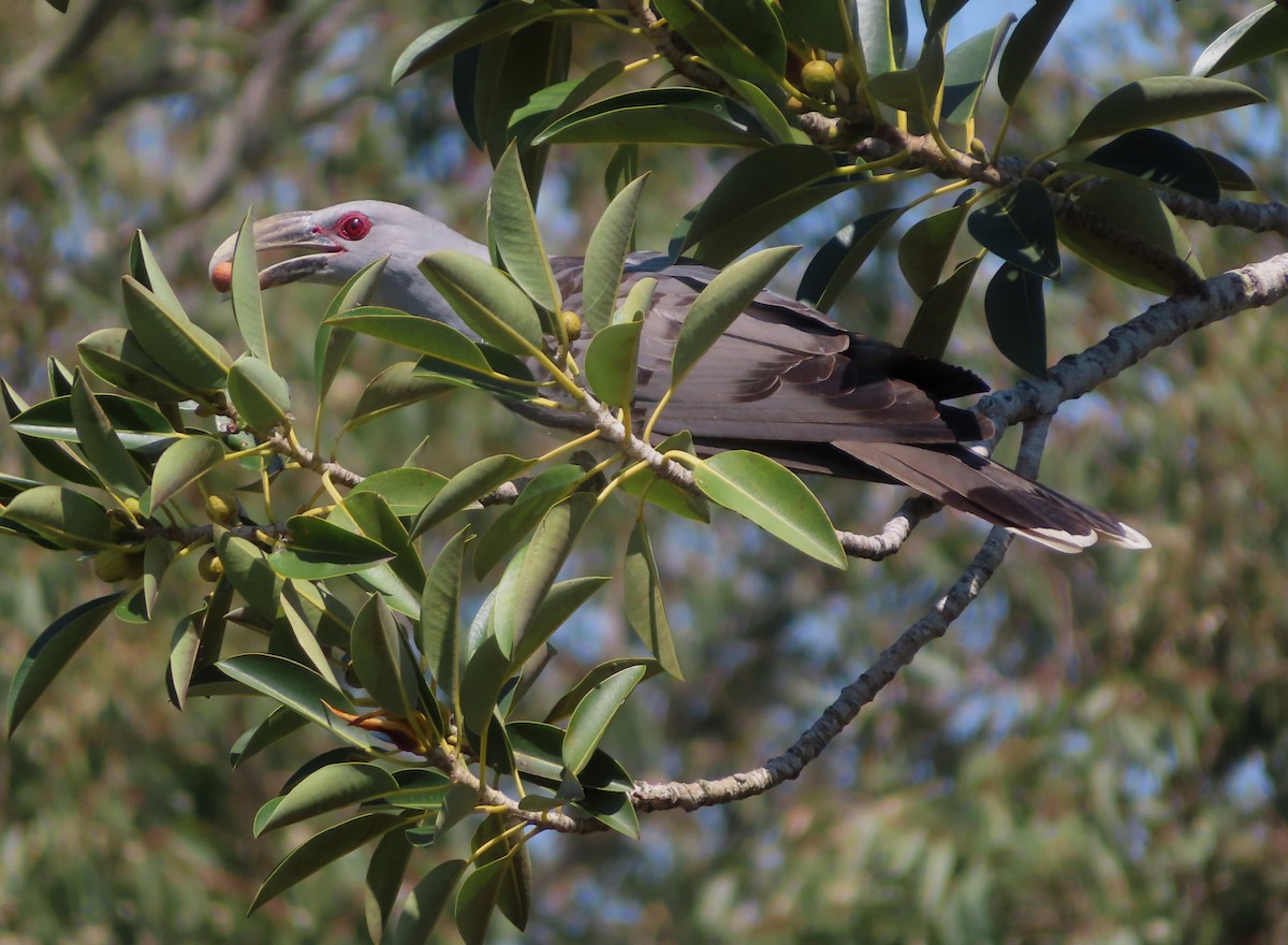 Channel-billed Cuckoo - ML623976074