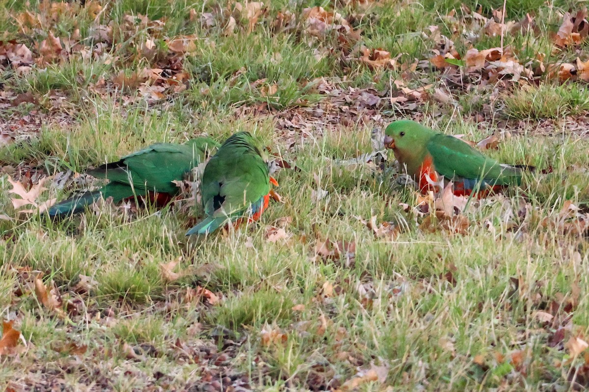 Australian King-Parrot - Alison Cavanagh