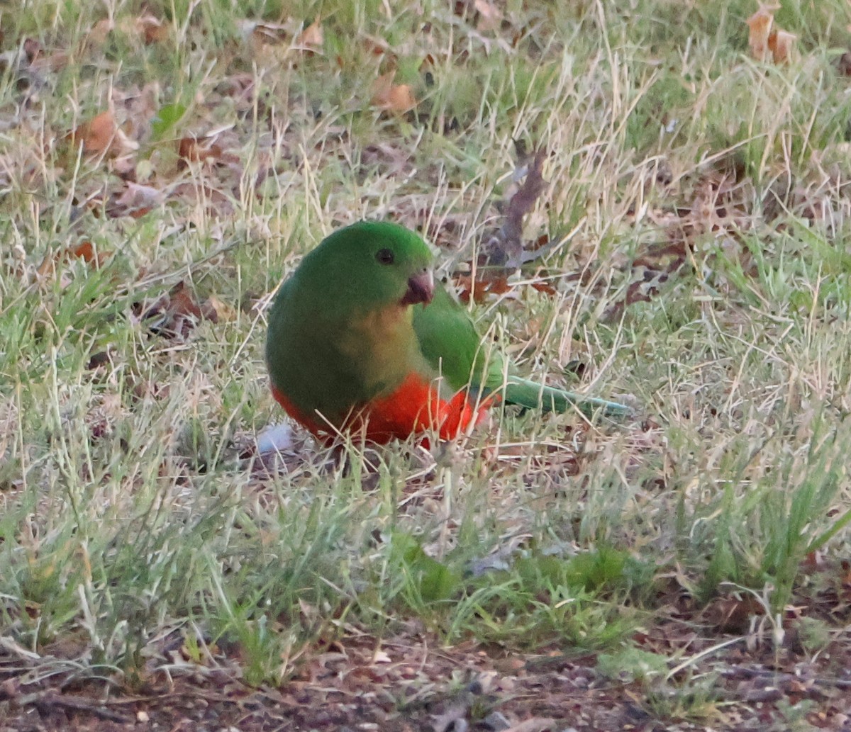 Australian King-Parrot - ML623976077