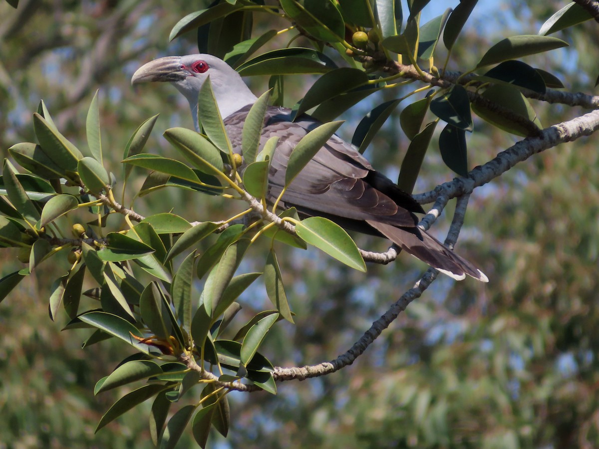 Channel-billed Cuckoo - ML623976078