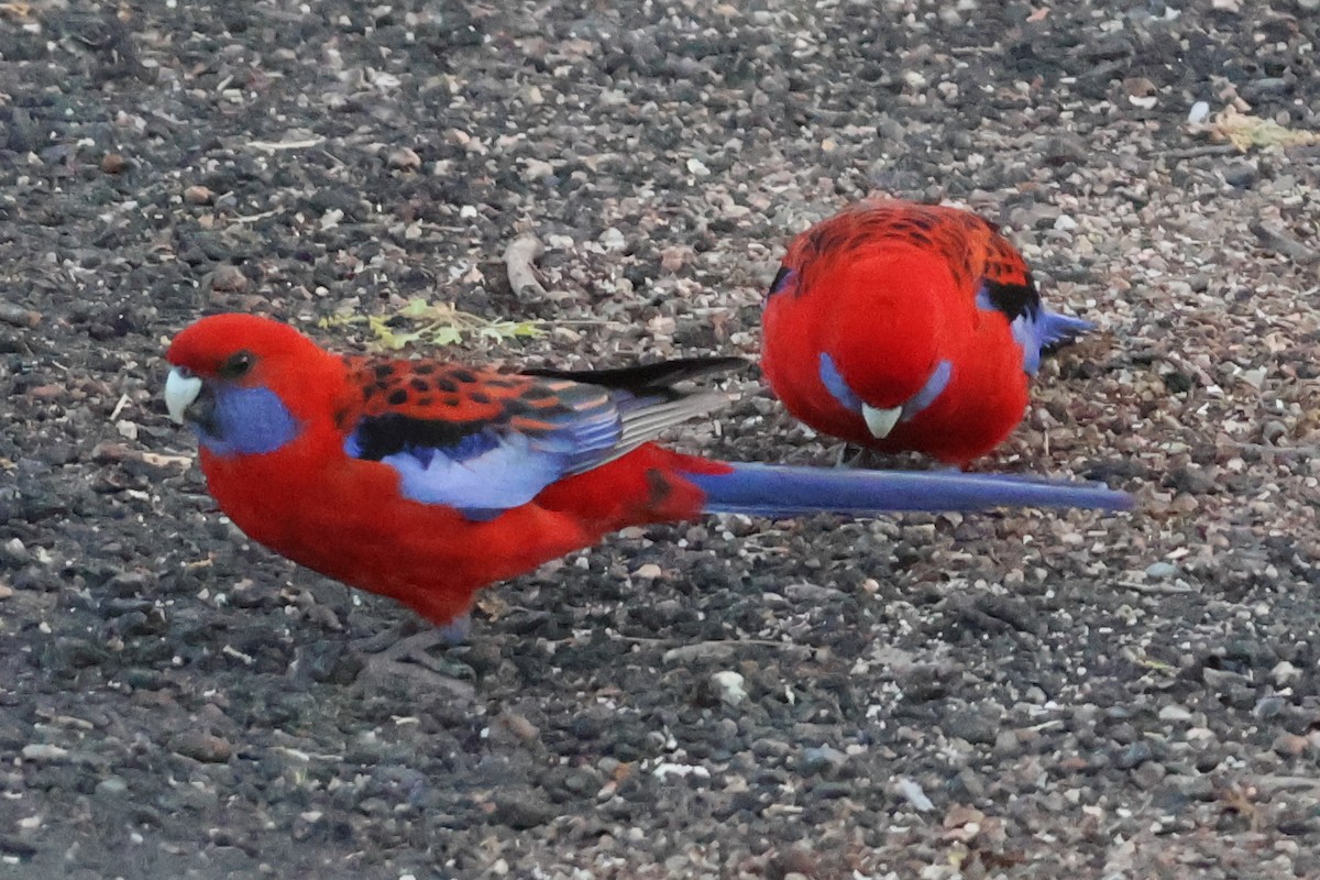 Crimson Rosella - ML623976081