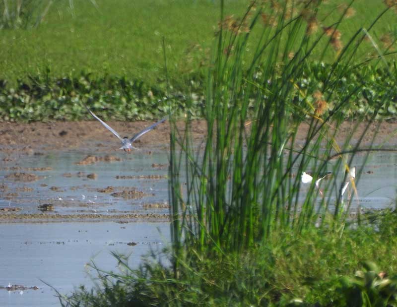 River Tern - ML623976082