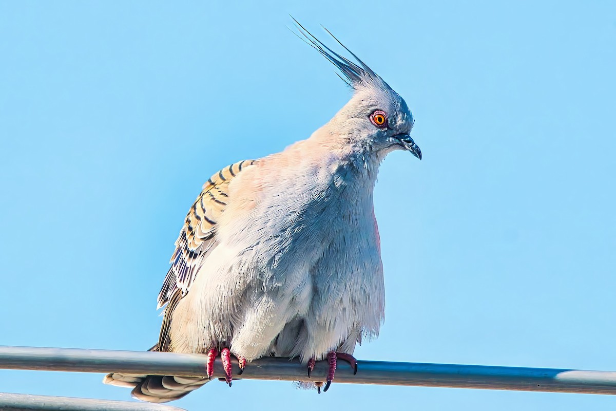 Crested Pigeon - ML623976083