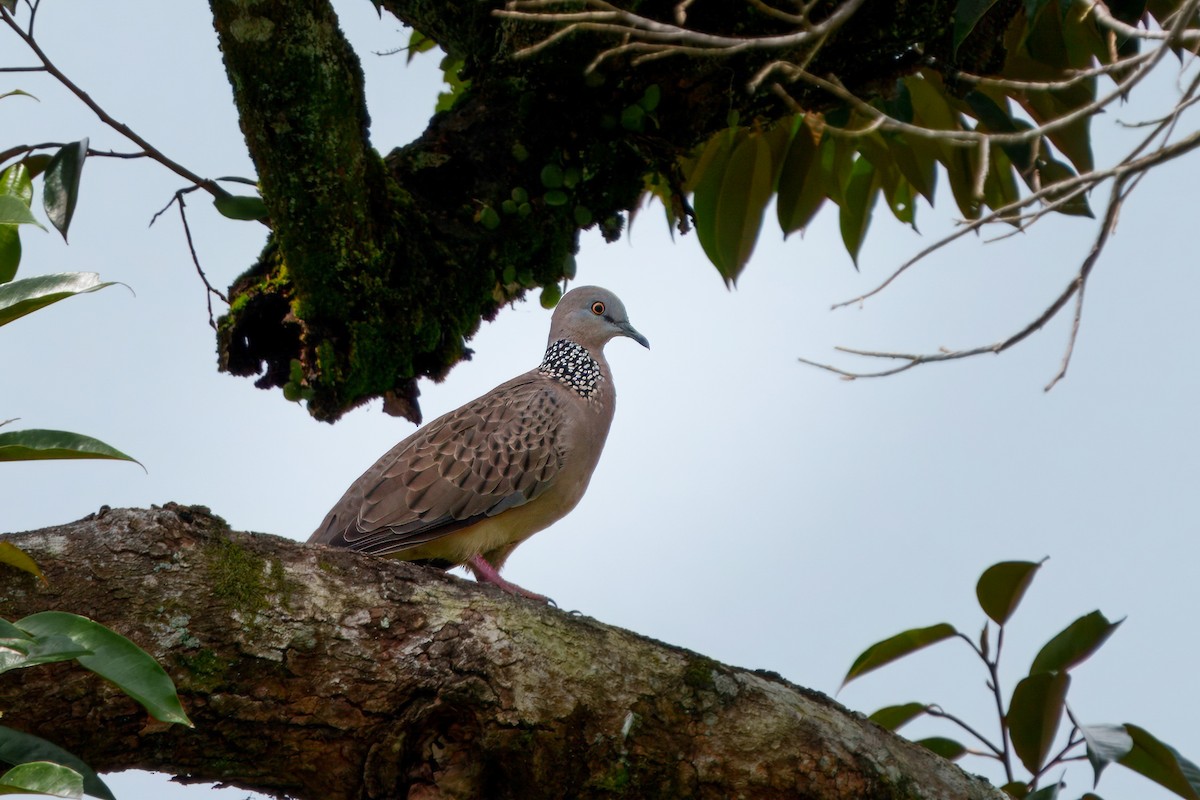 珠頸斑鳩 - ML623976084