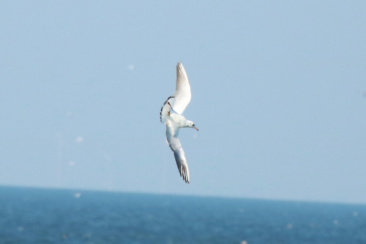 Black-headed Gull - ML623976085