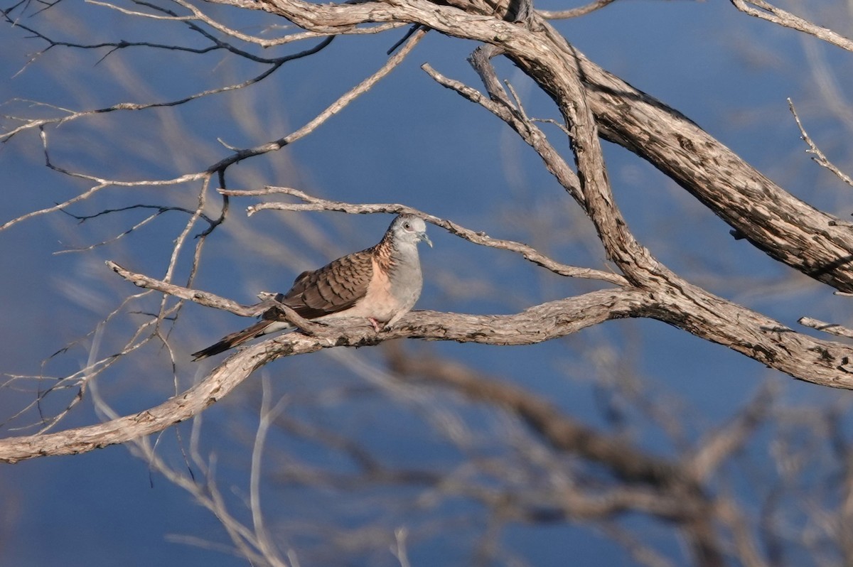 Bar-shouldered Dove - ML623976086