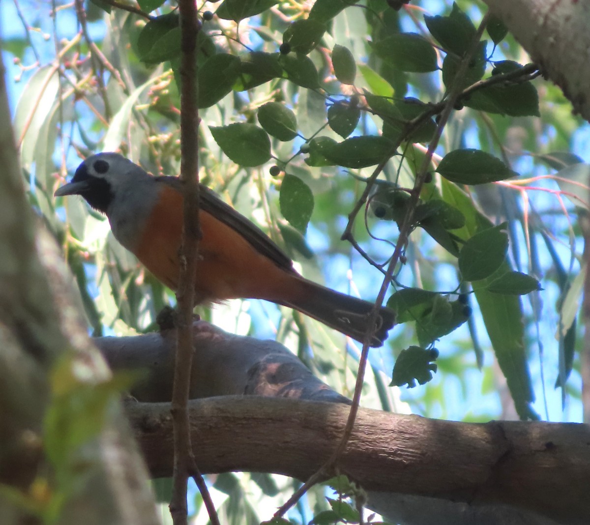 Black-faced Monarch - ML623976087