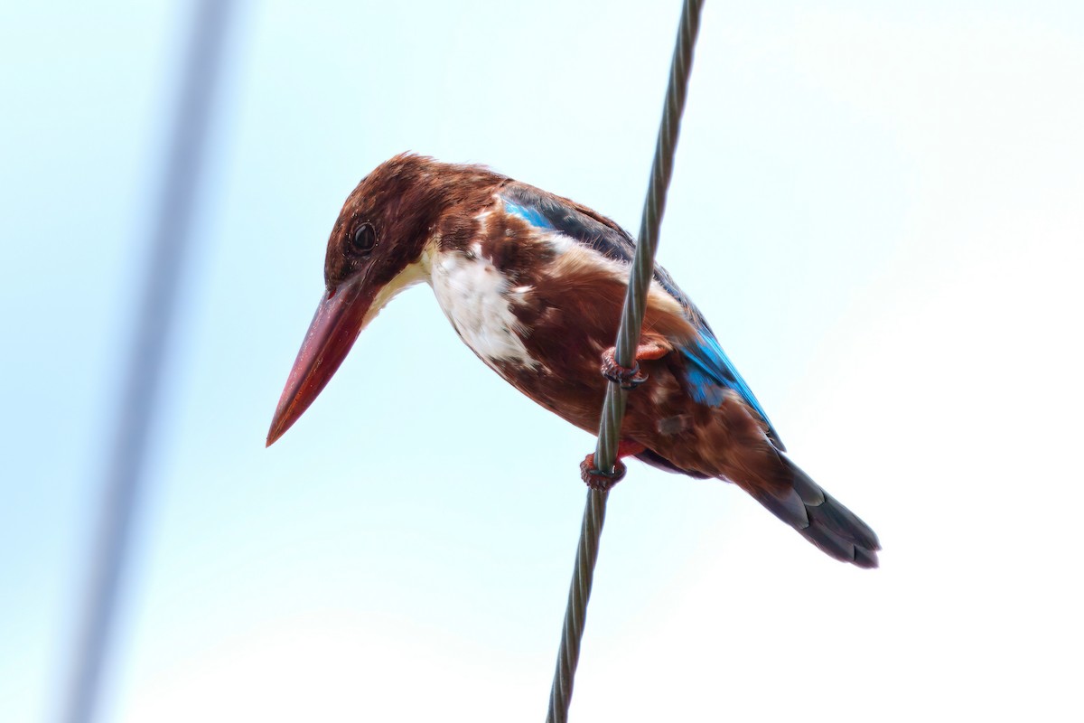 White-throated Kingfisher - ML623976088