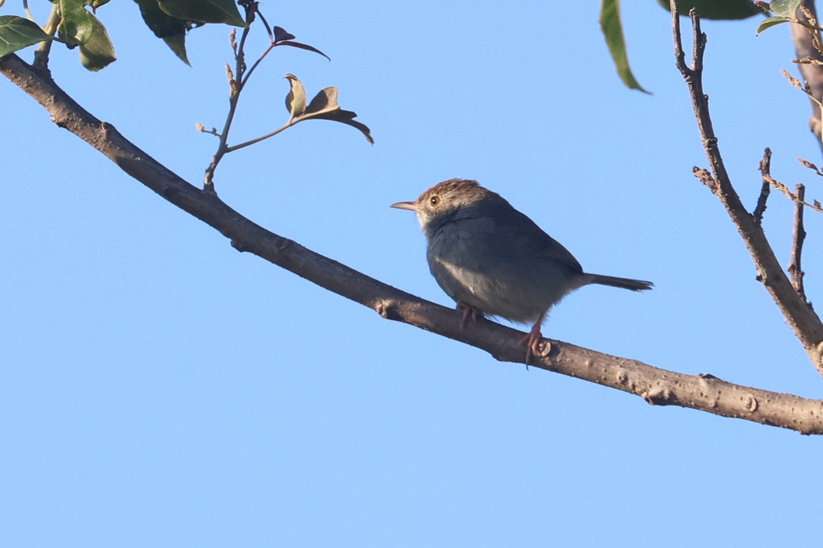 Piping Cisticola - Charley Hesse TROPICAL BIRDING