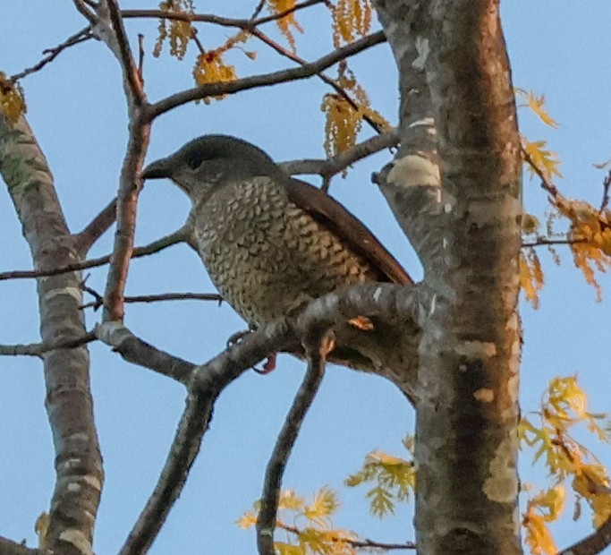 Satin Bowerbird - ML623976090