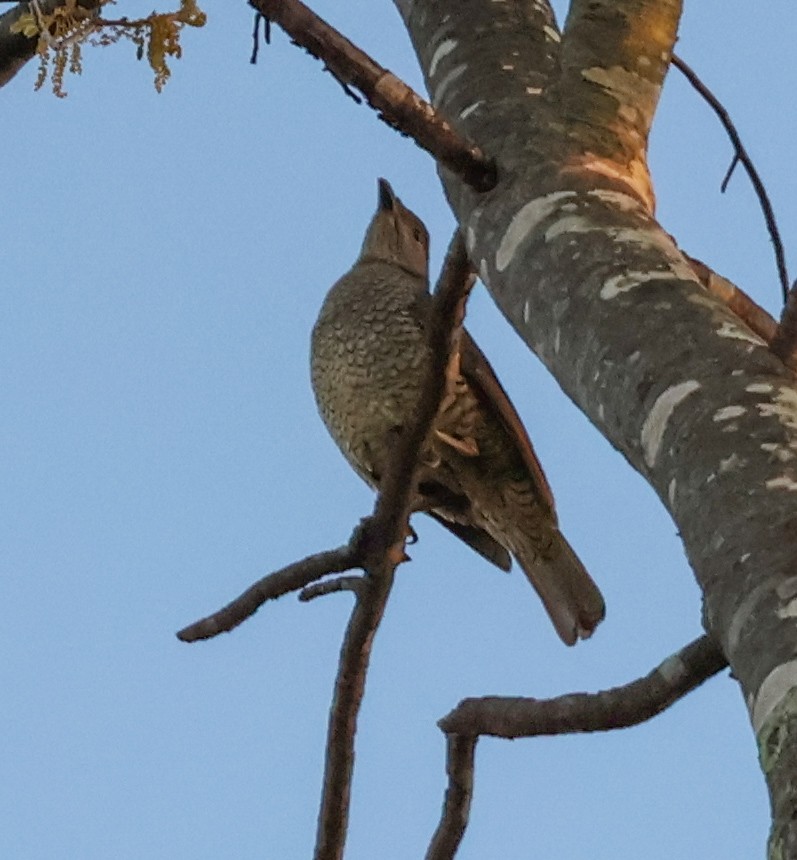 Satin Bowerbird - ML623976091