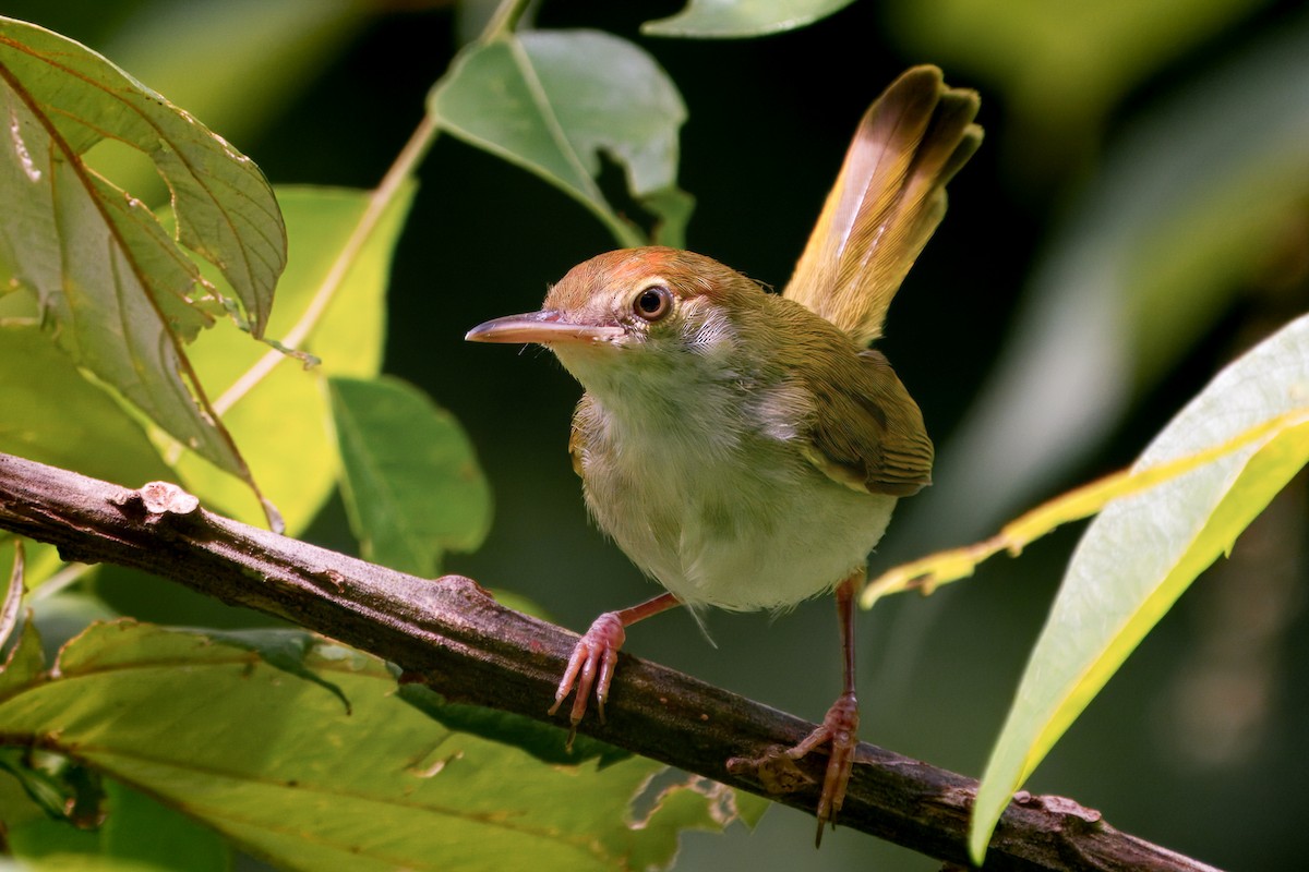 Dunkelkehl-Schneidervogel - ML623976092