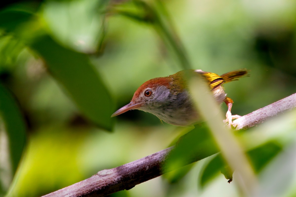 Dark-necked Tailorbird - ML623976093