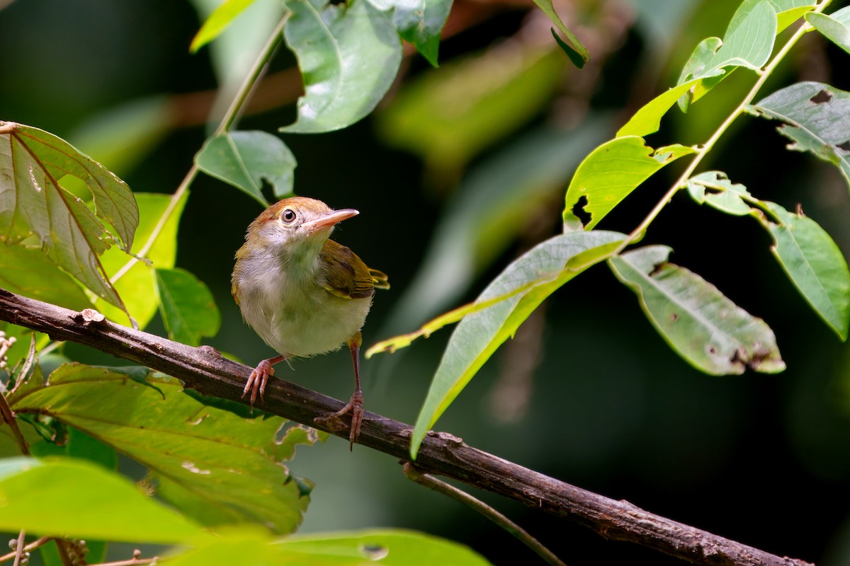 Dunkelkehl-Schneidervogel - ML623976094