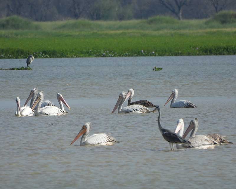 Spot-billed Pelican - ML623976095