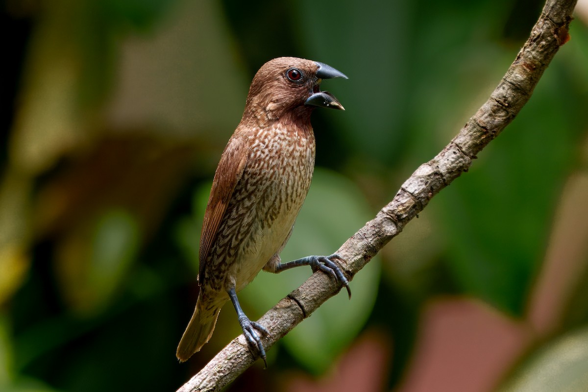 Scaly-breasted Munia - Daniel Json