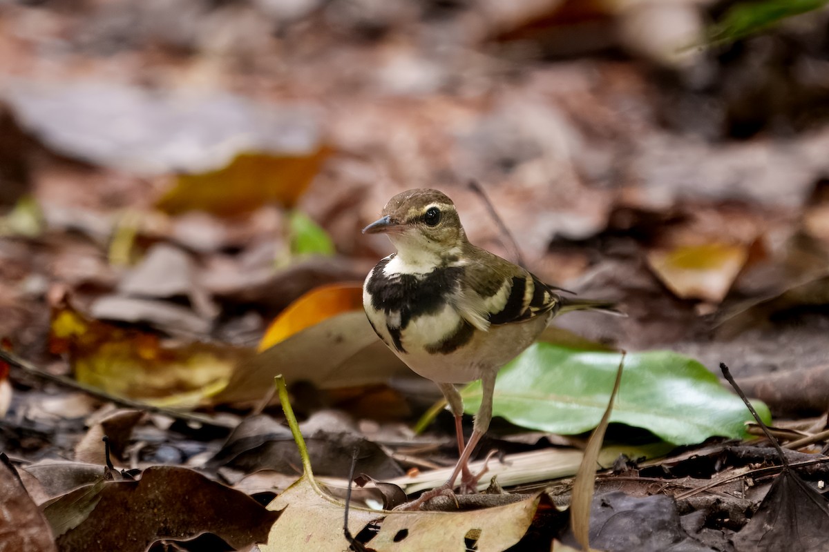 Forest Wagtail - ML623976098