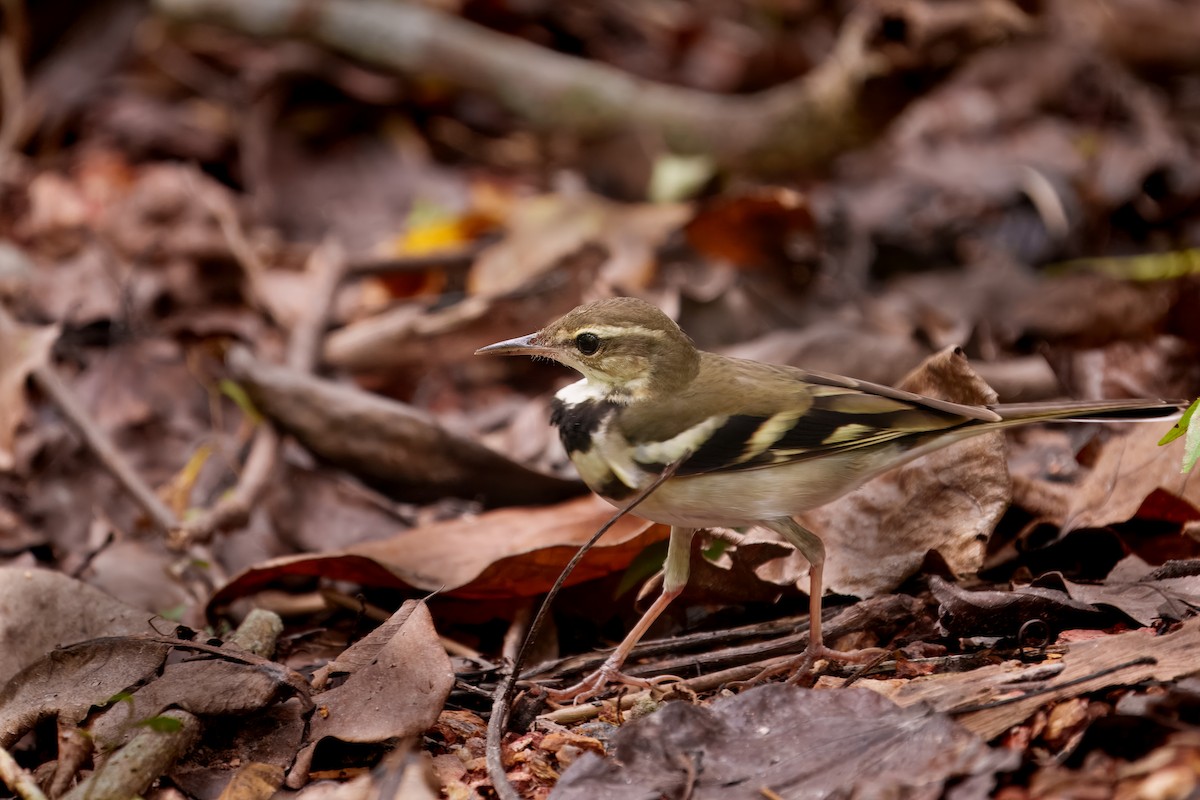 Bergeronnette de forêt - ML623976099