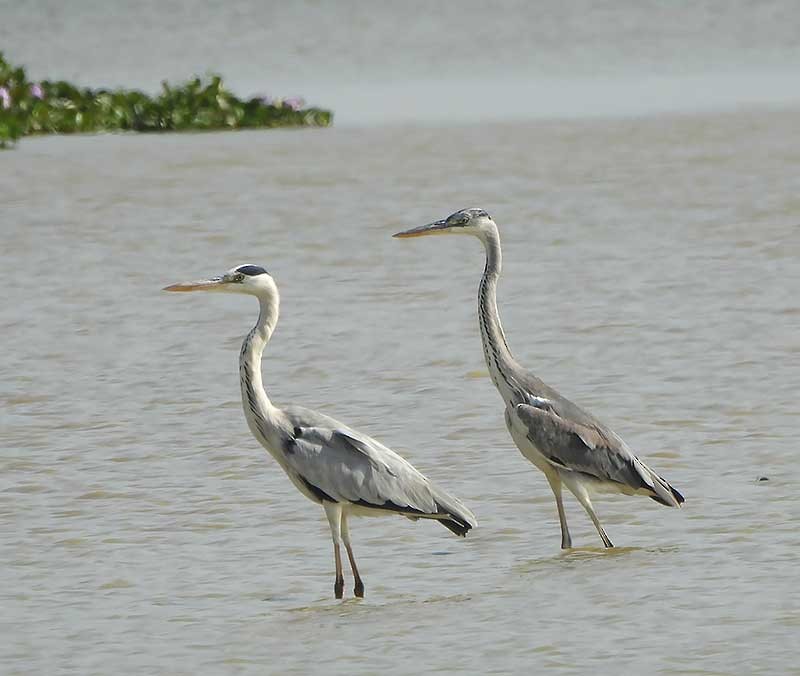 Gray Heron - ML623976100