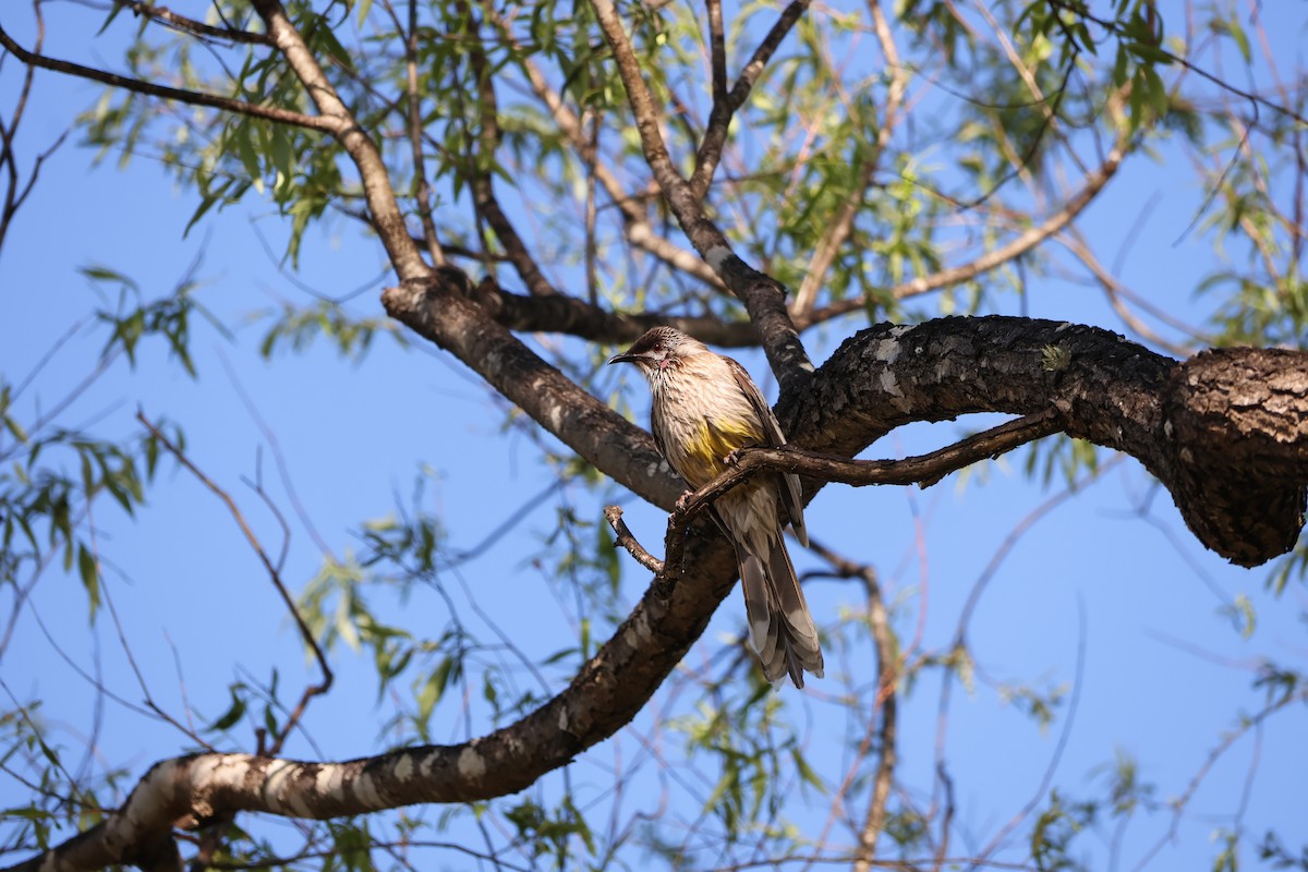 Red Wattlebird - ML623976101