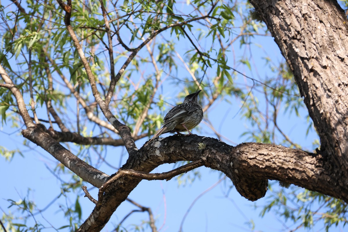 Red Wattlebird - ML623976102