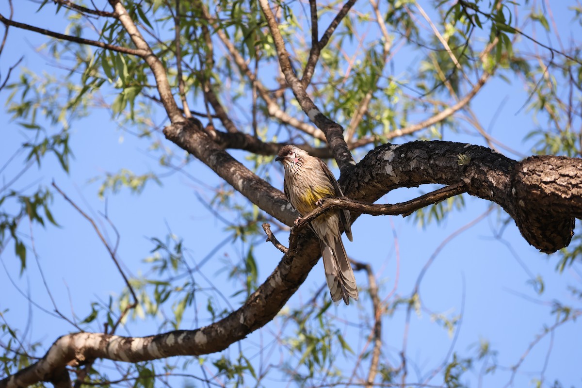 Red Wattlebird - ML623976103