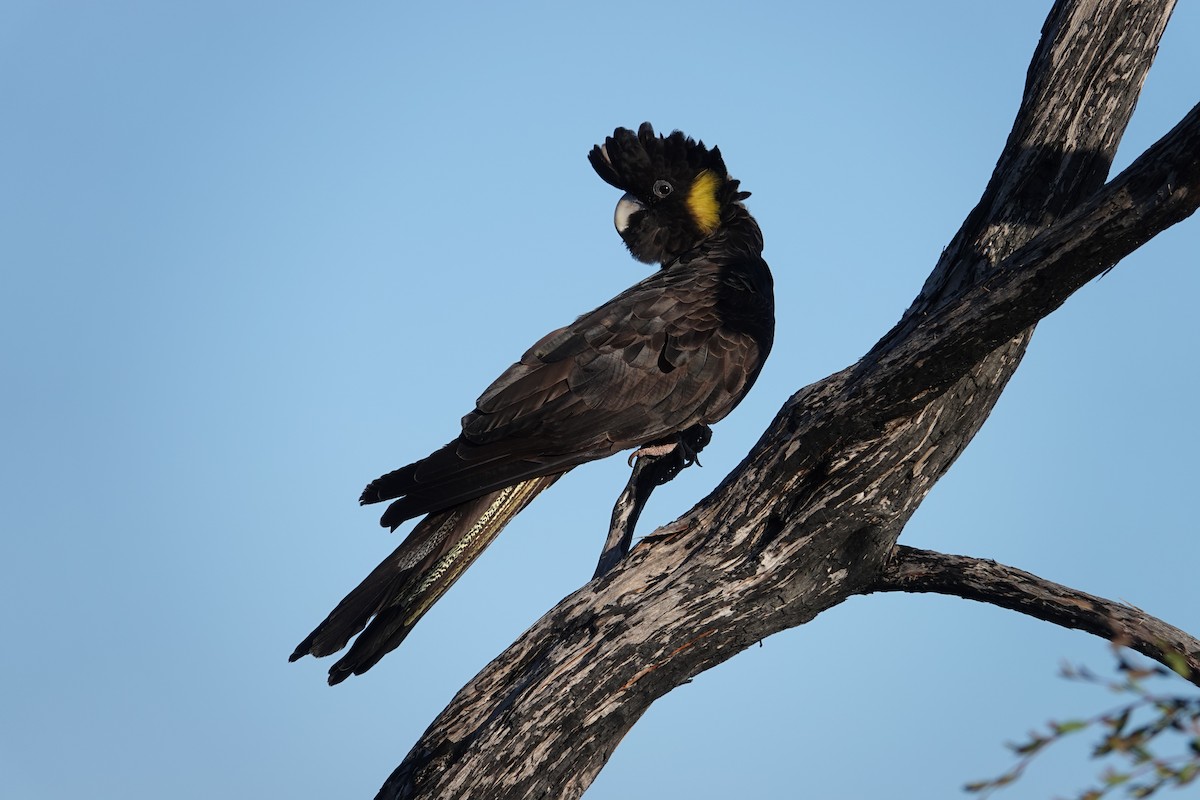 Cacatúa Fúnebre Coliamarilla - ML623976104