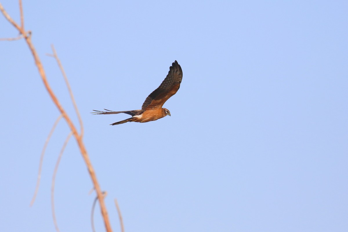 Montagu's Harrier - ML623976105