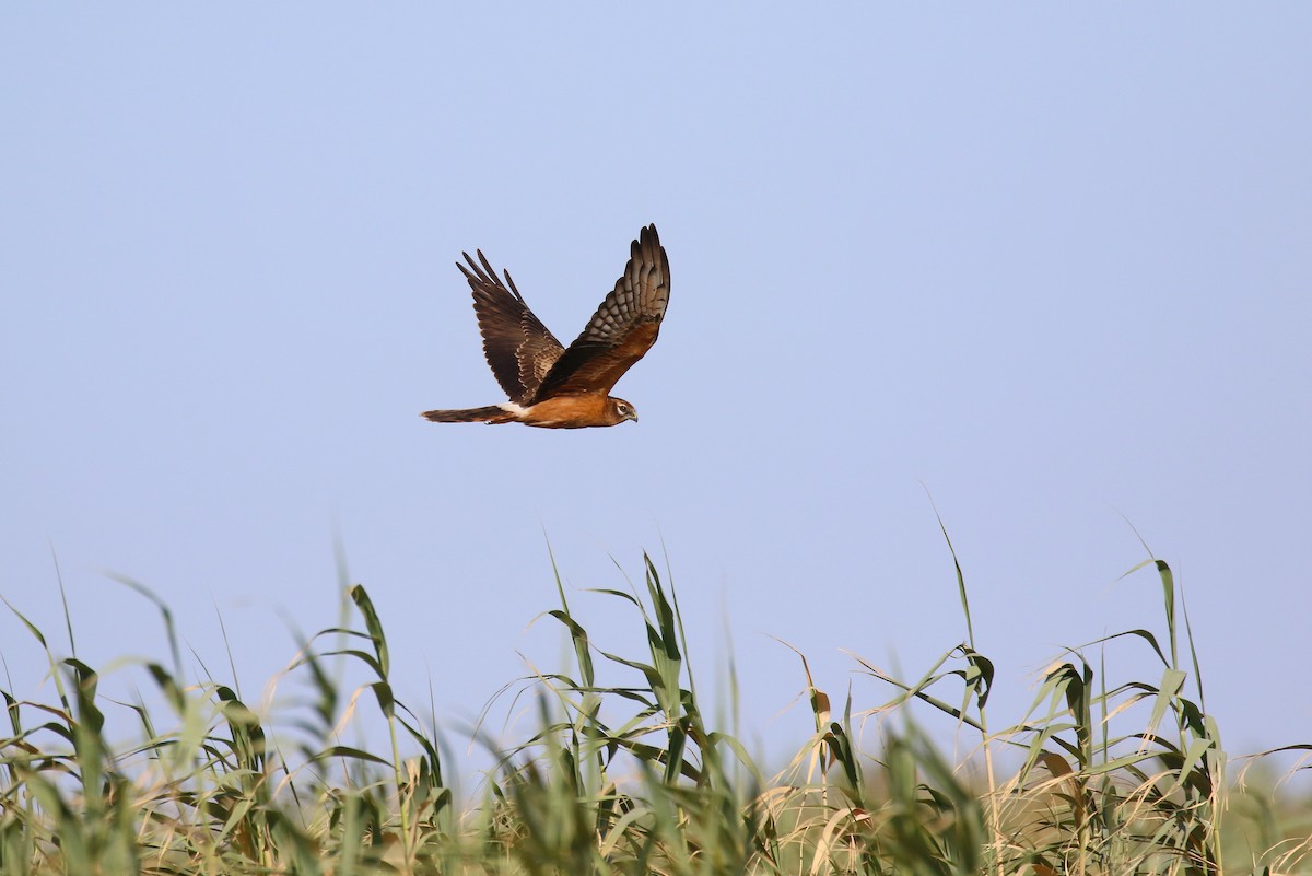 Montagu's Harrier - ML623976106