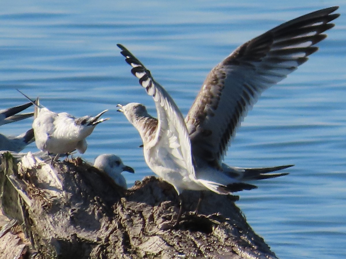 Mouette mélanocéphale - ML623976107