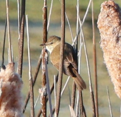 Australian Reed Warbler - ML623976108