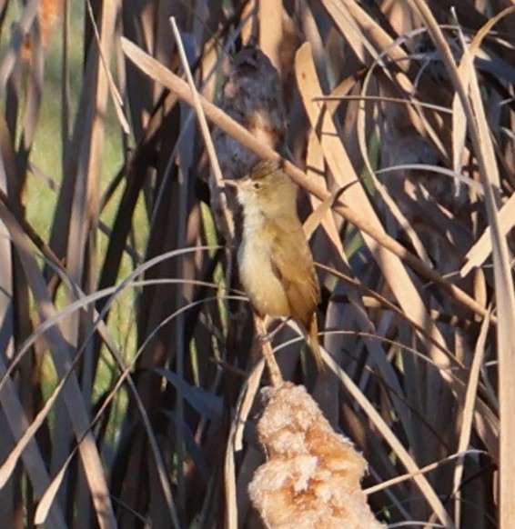 Australian Reed Warbler - ML623976109